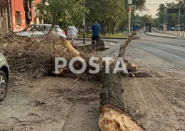 ¡Agárrate fuerte! Dos árboles caen por las fuertes ráfagas de viento en CDMX