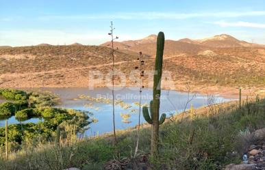 Conoce las plantas endémicas de BCS, ¿cuáles son sus propiedades y usos?