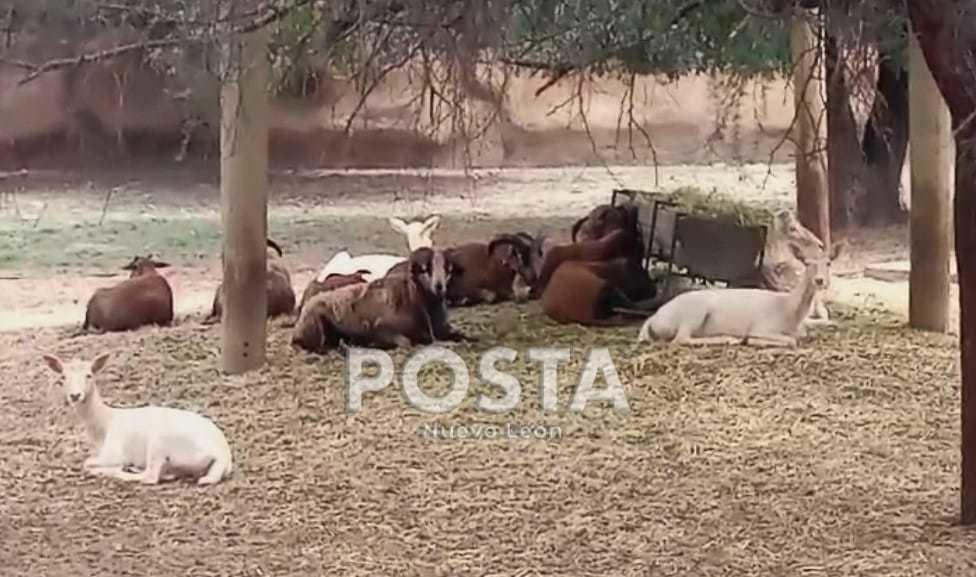 Animales en manada del Parque La Pastora. Foto. Alicia Pardo