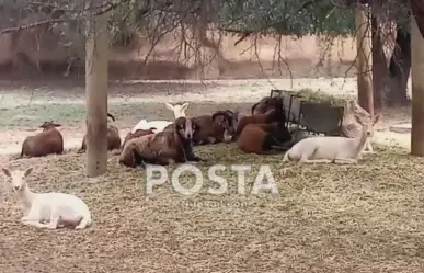 ¿Cómo se comportaron los animales de Parque La Pastora durante el eclipse solar?