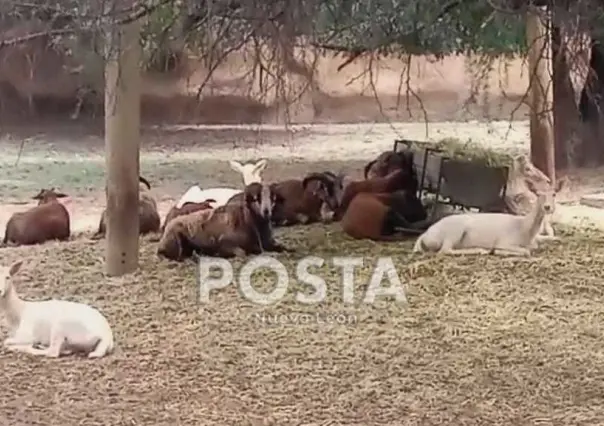 ¿Cómo se comportaron los animales de Parque La Pastora durante el eclipse solar?