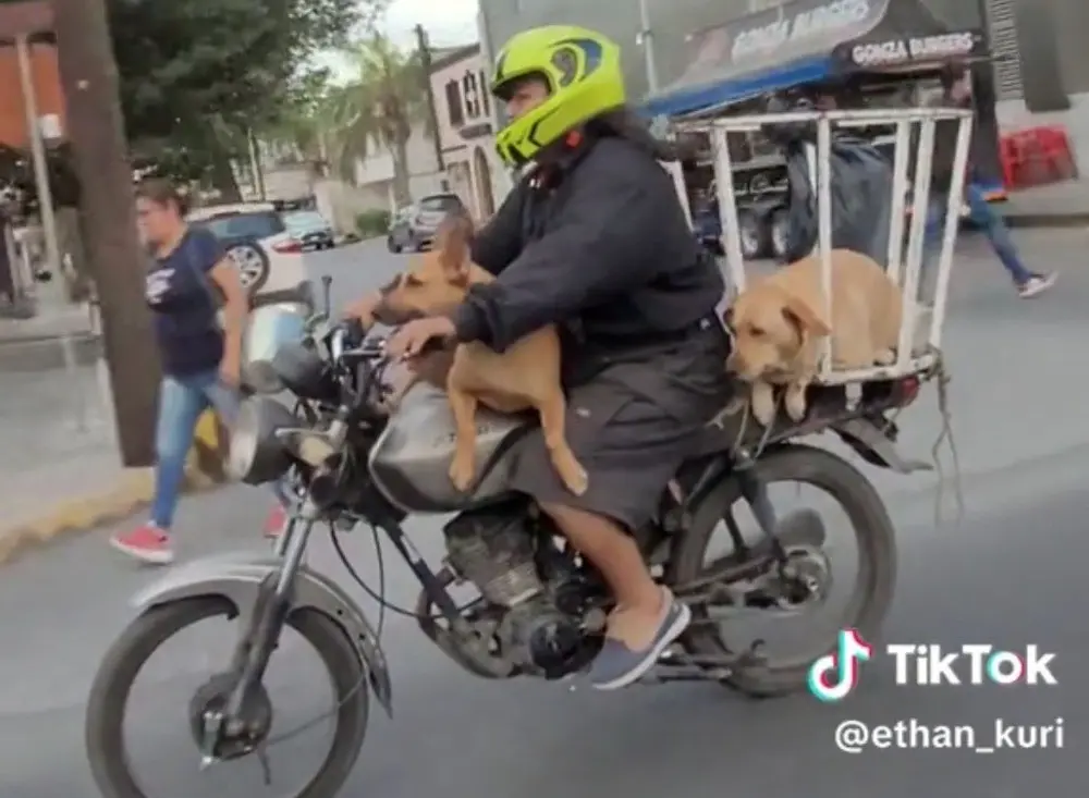 Pasean a perro en un cesto de basura sobre una moto en Monterrey