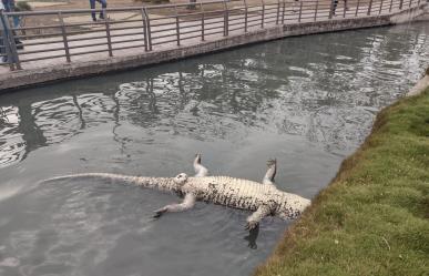 Muere Juancho, enorme cocodrilo de Tampico