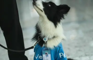 Contratan a perritos de terapia para los viajeros con ansiedad