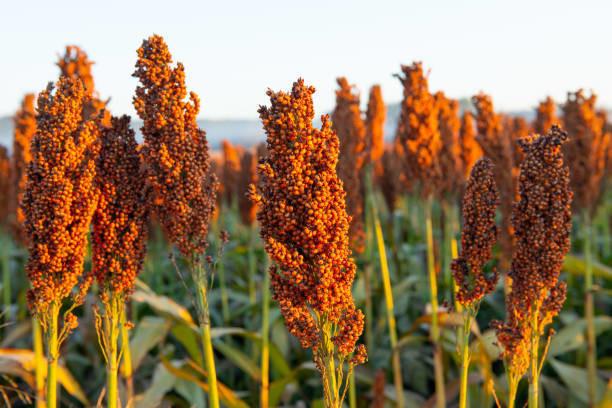 Precio del sorgo se desploma en Tamaulipas