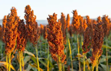 Precio del sorgo se desploma en Tamaulipas