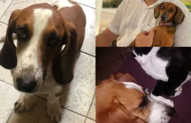 Más de 30 mascotas murieron envenenadas