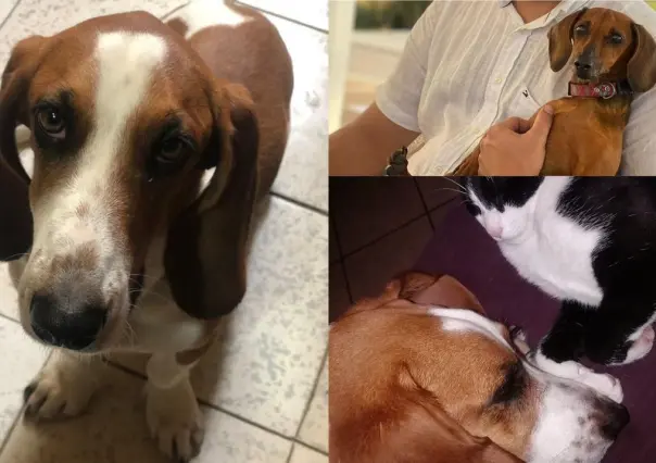 Más de 30 mascotas murieron envenenadas