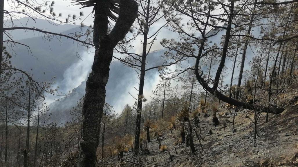 Más de 800 hectáreas afectadas por incendios forestales en Tamaulipas