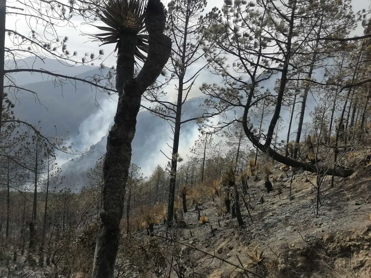 Viento fuerte, baja humedad y altas temperaturas tornan las condiciones muy favorables para una fácil propagación de incendios.