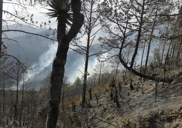 Más de 800 hectáreas afectadas por incendios forestales en Tamaulipas