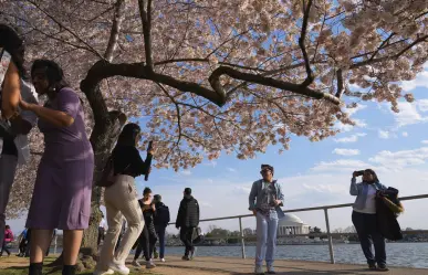 Japón regalará 250 cerezos nuevos para reemplazar árboles talados por obras