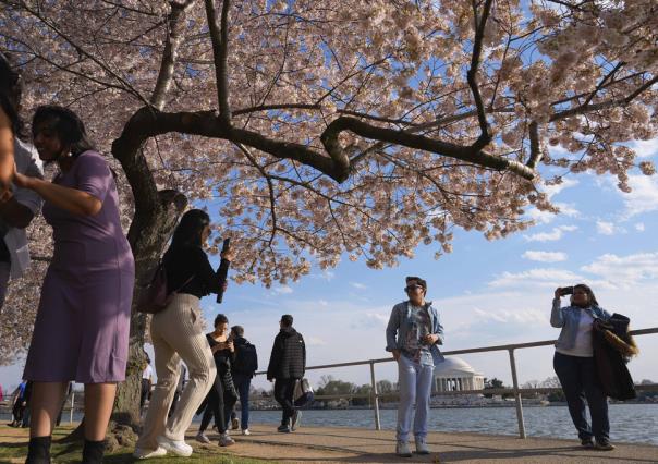 Japón regalará 250 cerezos nuevos para reemplazar árboles talados por obras