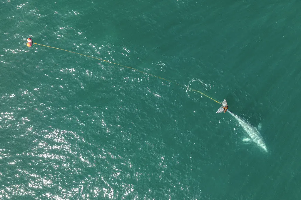 En esta fotografía aérea difundida por Tony Corso Images se puede ver a una ballena gris de 9 metros (30 pies) de largo con la cola enredada en una enorme red agallera, el martes 9 de abril de 2024, frente a las costas de Pacifica, California. (Tony Corso 