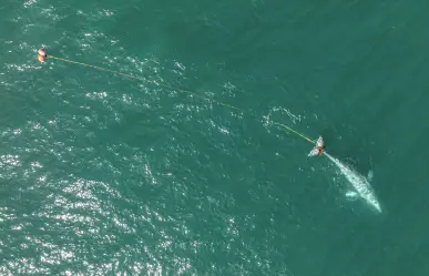 Equipo de rescate busca desesperadamente a ballena gris enredada