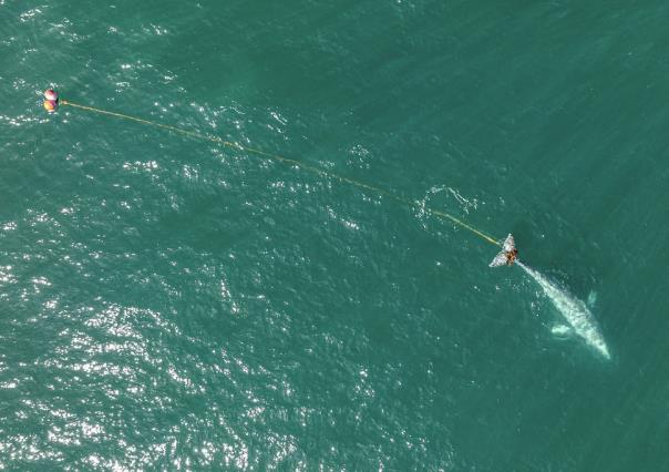 Equipo de rescate busca desesperadamente a ballena gris enredada