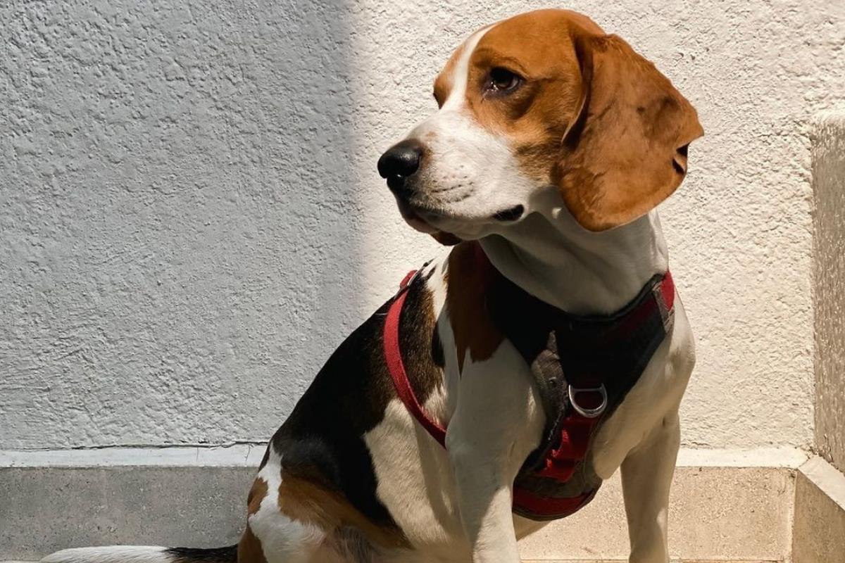 Perro Beagle, Foto: Instagram @nicolas_beagle