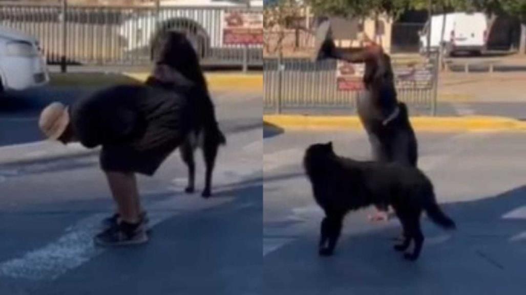 Perro hace parkour junto a su dueño en semáforos de calle