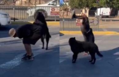 Perro hace parkour junto a su dueño en semáforos de calle