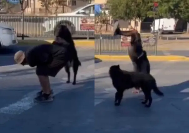 Perro hace parkour junto a su dueño en semáforos de calle