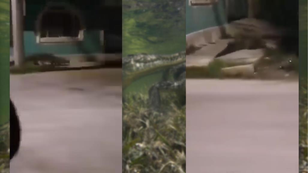 Captan a enorme cocodrilo paseando por las calles de Progreso (Video)