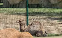 Conoce a Gaspar, nuevo integrante del zoológico La Pastora