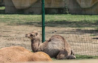 Conoce a Gaspar, nuevo integrante del zoológico La Pastora