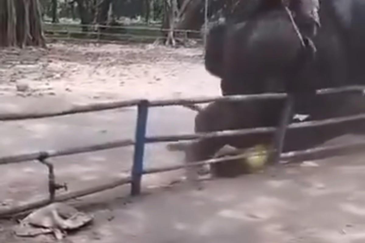 El elefante atacó de manera violenta al joven Foto: X(Twitter) @videosfunny132