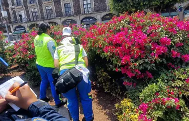 Muere adulto mayor en jardinera del Zócalo