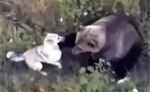 Perro husky se hace amigo de osos (VIDEO) Perro husky se hace amigo de osos (VIDEO)