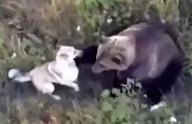 Perro husky se hace amigo de osos (VIDEO)