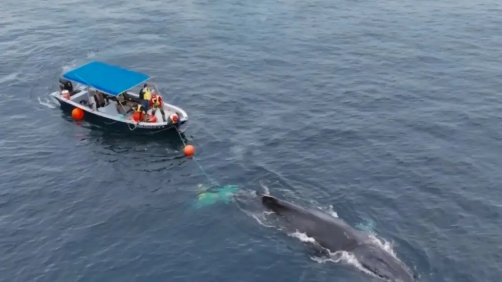 Esfuerzo conjunto rescata a dos ballenas jorobadas enmalladas en La Paz