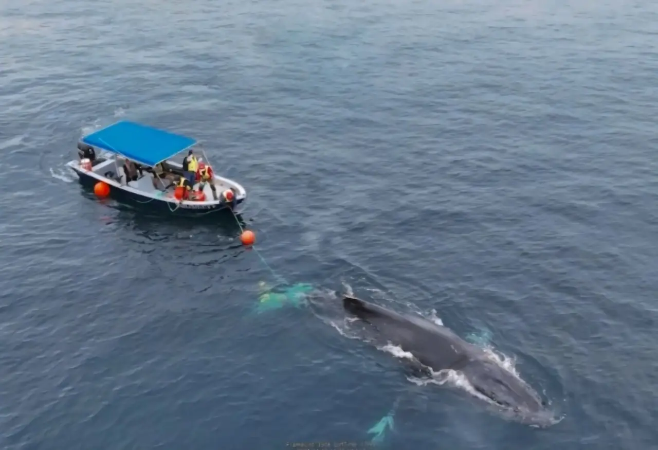 Ballena jorobada atrapada en red de pesca en La Paz, BCS. I Foto: ecologiayconservacionballenas.