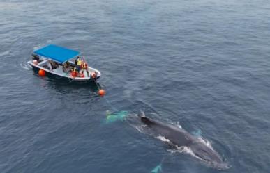 Esfuerzo conjunto rescata a dos ballenas jorobadas enmalladas en La Paz