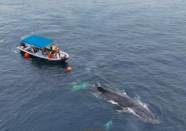 Esfuerzo conjunto rescata a dos ballenas jorobadas enmalladas en La Paz