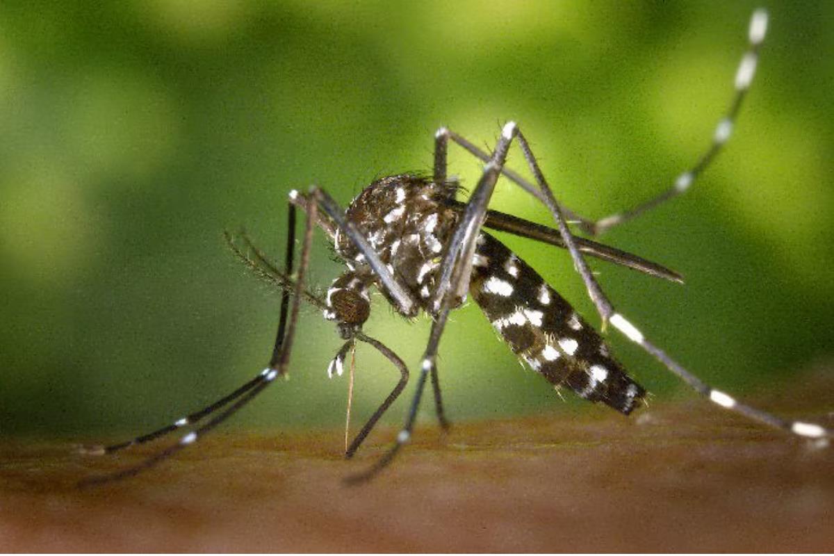 La hembra del aedes aegypti es la responsable de la transmisión del dengue. Foto: CDC en Español