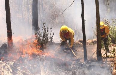 Probosque: Descuido humano, causa principal de los incendios forestales