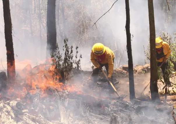 Probosque: Descuido humano, causa principal de los incendios forestales