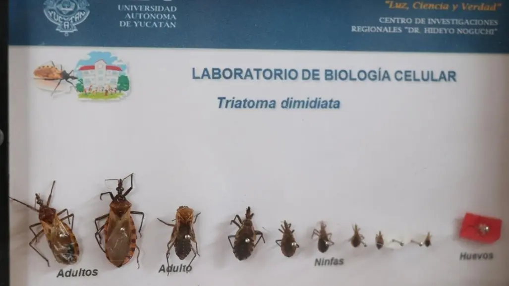 ¿Qué es el mal de Chagas? Conoce su origen y síntomas