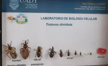 ¿Qué es el mal de Chagas? Conoce su origen y síntomas