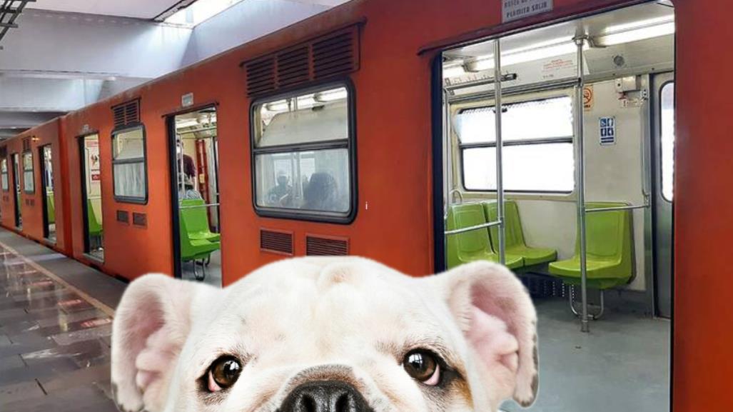 ¿Se puede viajar con perros en el Metro y Metrobús en CDMX?