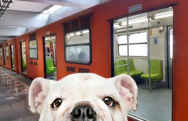 ¿Se puede viajar con perros en el Metro y Metrobús en CDMX?