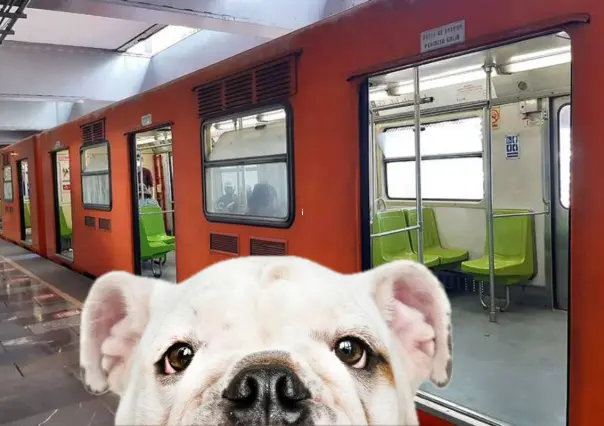 ¿Se puede viajar con perros en el Metro y Metrobús en CDMX?