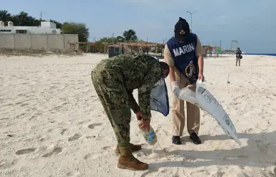 Marina realiza limpieza de playas y manglares en Puerto de Celestún