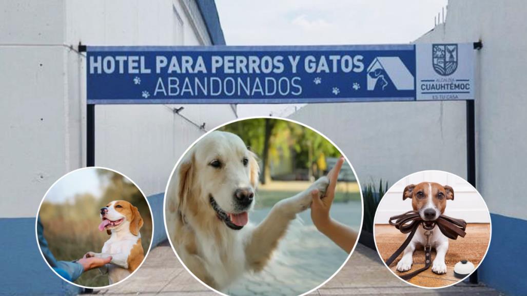 Escuela de adiestramiento canino gratis en CDMX, conoce aquí todos los detalles