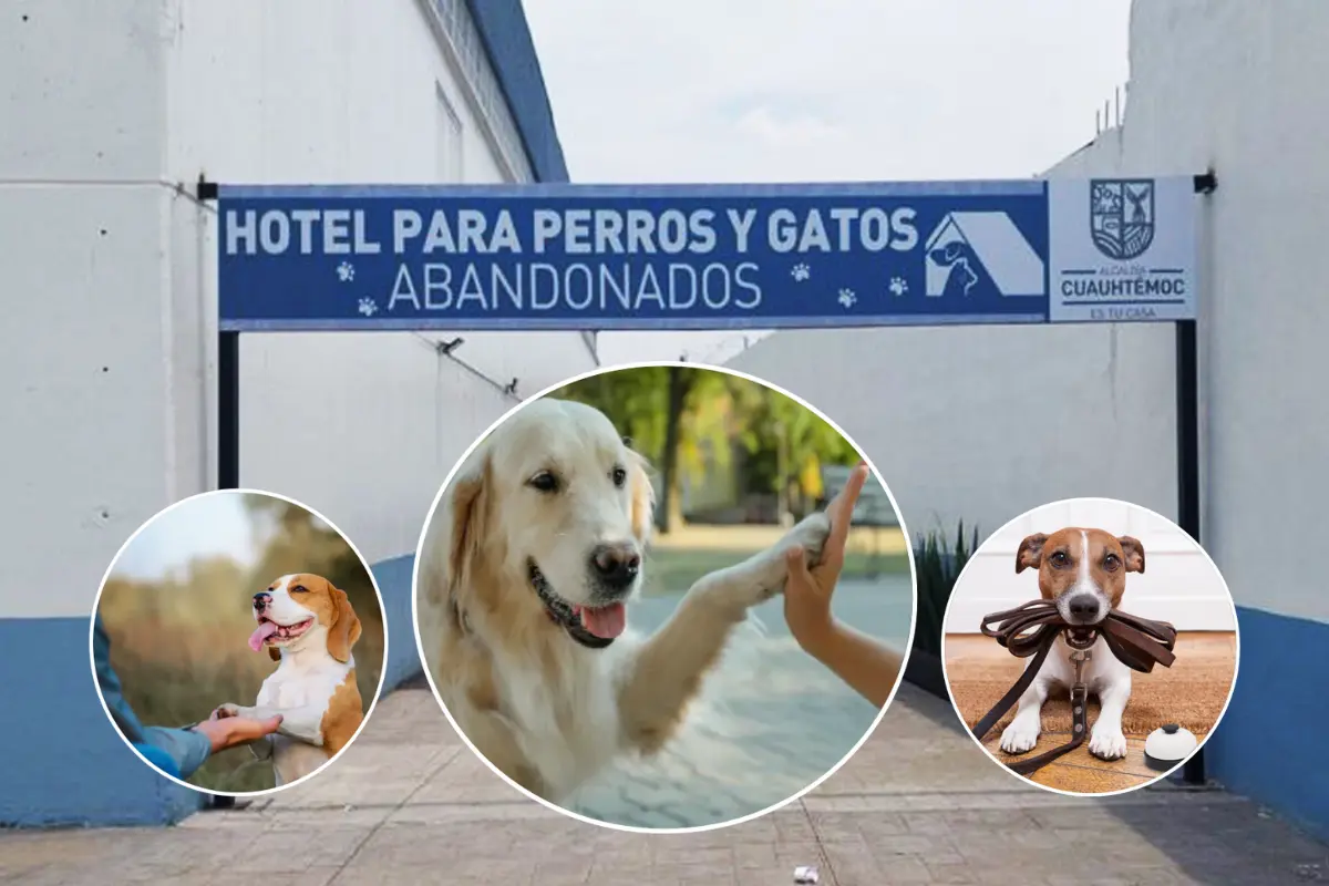 Fachada de Hotel para perros y gatos abandonados. Foto: Especial