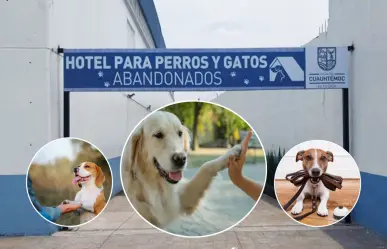 Escuela de adiestramiento canino gratis en CDMX, conoce aquí todos los detalles