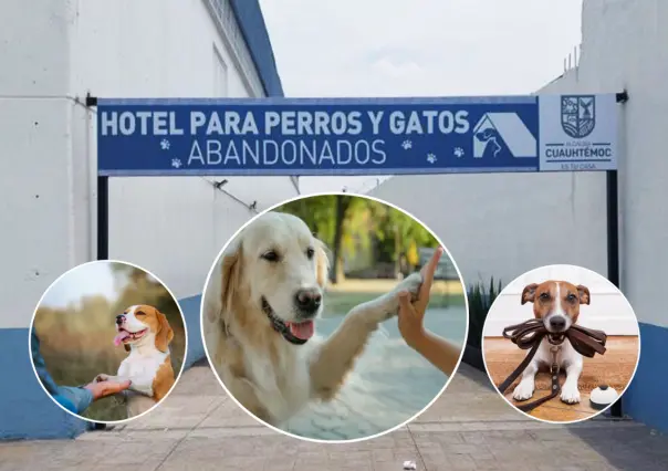 Escuela de adiestramiento canino gratis en CDMX, conoce aquí todos los detalles