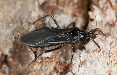 Alertan en Nuevo León por chinche besucona; transmite enfermedad de chagas