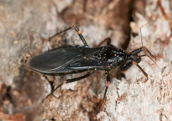 Alertan en Nuevo León por chinche besucona; transmite enfermedad de chagas